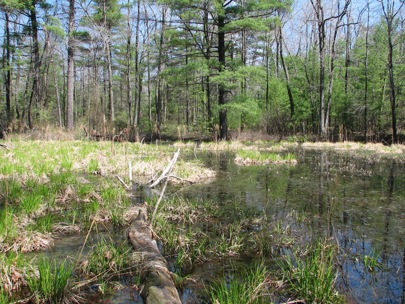 Marsh vegetation pool.  Credit: Betsy Leppo